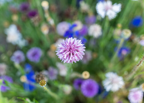 Colorful corn flowers and poopy flowers in the park