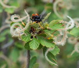tarantula hawk wasp
