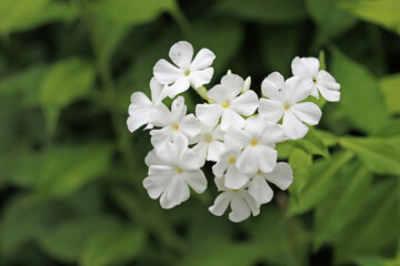 White phlox flower spike