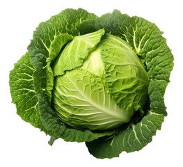 Fresh cabbage isolated.