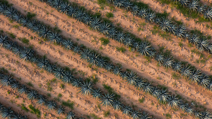 Sembradíos paisaje de agricultura y siembra de agave y planta de maguey campos terrenos para producir bebida tradicional tequila licor mezcal plantación jalisco México montañas y cerros tierra fértil