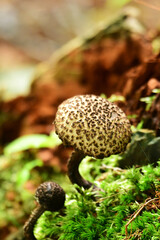 夏のテングタケ