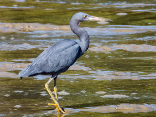 Reef Egret in Queensland Australia