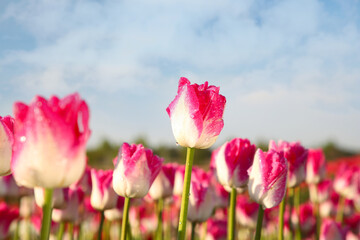 Beautiful pink tulip flowers growing in field on sunny day, selective focus