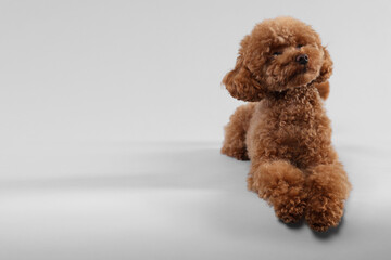 Cute Maltipoo dog on light grey background, space for text. Lovely pet