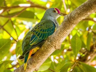 Rose-crowned Fruit-Dove in Queensland Australia