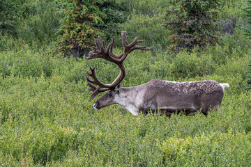 Side View of Caribou