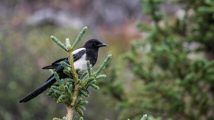 Black-billed Magpie on Treetop