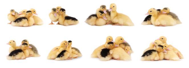 Collage with cute fluffy ducklings on white background. Baby animal