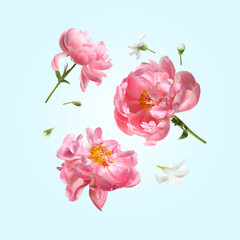 Beautiful coral peony flowers falling on pastel light blue background