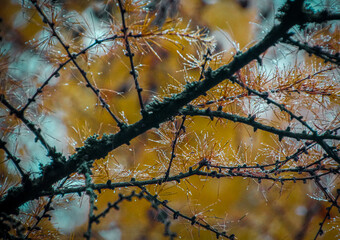 Close up of a branch during autumn