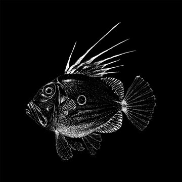 John Dory hand drawing vector isolated on black background.
