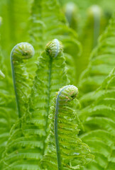 kringelnde Entfaltung 2