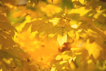 Naklejka na ściany i meble Yellow maple leaves hanging on a branch glow beautifully in the sun, letting in the glare of the sun's rays. Aesthetic autumn background change of seasons. Maple sprouts transparent glow with gold