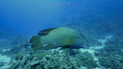 Fototapeta na wymiar Underwater and close up photo of the endangered species, Napoleon fish, Humphead Wrasse 