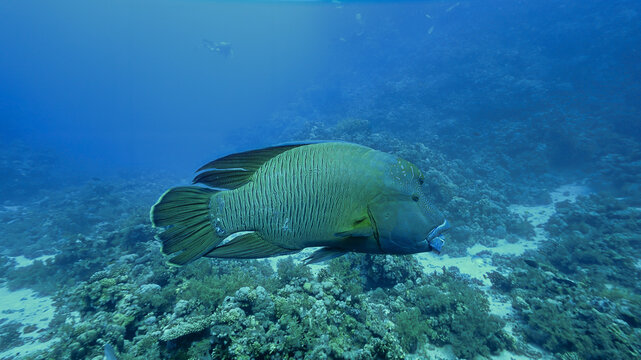 Underwater and close up photo of the endangered species, Napoleon fish, Humphead Wrasse 