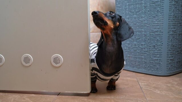 Funny dog annoying dachshund enters bathroom door, looks up, persistently barks, calls to play. Playful active pet needs attention Puppy unceremoniously enters toilet, violation of personal boundaries