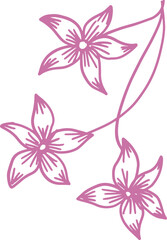 pink and white flowers