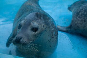 ゴマフアザラシ © Kuwai981