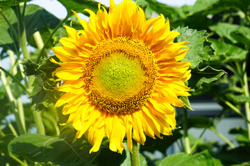 Obraz premium Close-up of blooming sunflower in a field. Helianthus annuus.