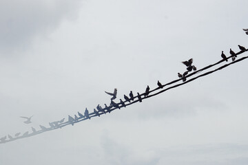 Birds sitting on electric wires on a foggy day