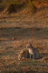 A Leopard mother drinks from a small arm of the Okavango Delta in warm afternoon light.