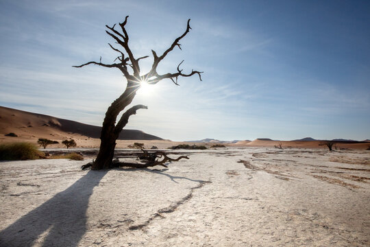 A star burst of sunlight peers through a dead camelthorn tree in Deadvlei, Sossusvlei, Namibia.