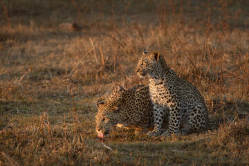 A Leopard mother drinks from a small arm of the Okavango Delta in warm afternoon light