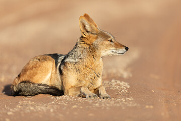 A black back jackal is pictured roaming a sandy area in Namibia.