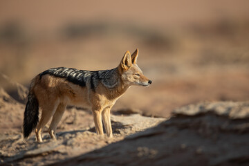A black back jackal is pictured roaming a sandy area in Namibia.