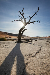 A star burst of sunlight peers through a dead camelthorn tree in Deadvlei, Sossusvlei, Namibia.