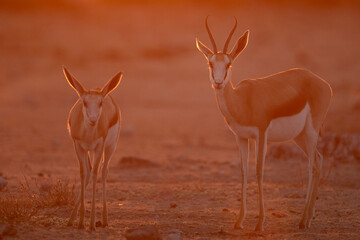 Springbok walk through the golden afternoon light in Namibia's  largest National Park, Etosha.