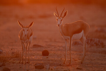 Springbok walk through the golden afternoon light in Namibia's  largest National Park, Etosha.