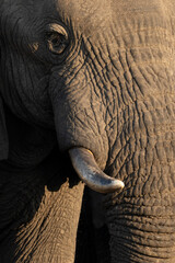 A close up of a large African Elephant bull in beautiful afternoon light. The afternoon light...