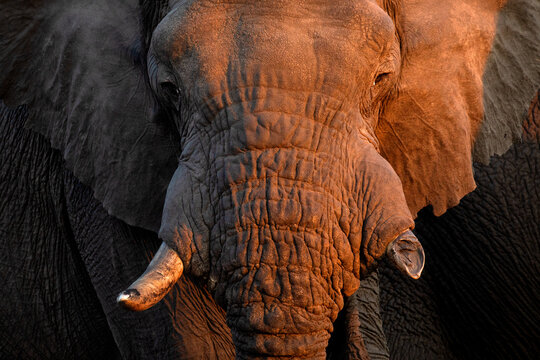 A close up of a large African Elephant bull in beautiful afternoon light. The afternoon light creates a contrast on the elephants harsh and tough skin.