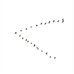 鳥の群れ切り抜き素材