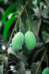  The mangoes are ripe and ready to be picked, and the image is a great representation of the beauty and abundance of mangoes