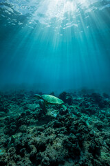 Fototapeta premium A green sea turtle is illuminated by sun rays penetrating through the clear Hawaiian waters 