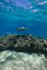Obraz na płótnie Canvas A green sea turtle swims over the reef in the clear blue Hawaiian waters