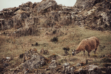 Llamas in the mountains