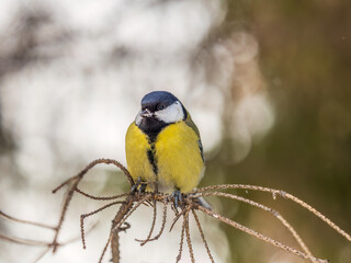 Cute bird Great tit, songbird sitting on a branch without leaves in the autumn or winter.