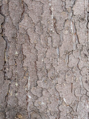 Bark texture and background of a old fir tree trunk. Detailed bark texture. Natural background