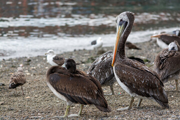 Pelicano (Pelecanus thagus) en la orilla de la playa