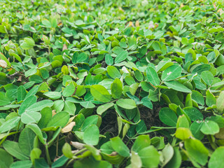 Close up of green three leaf clover covering (ground cover) above ground level. Beautiful, cute small flower and green leaves in the garden.  background, small yellow, green leaf of Arachis pintoi