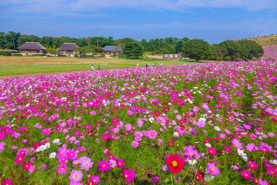 Blue sky and cosmos, Japan,Ibaraki Prefecture,Hitachinaka