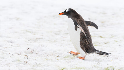 Close up portrait of one gentoo penguin walking in the snow of Antarctica