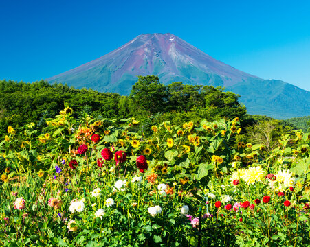Summer Flowers and Mt. Fuji, Oshino, Yamanashi,Minamitsuru District, Yamanashi,Yamanashi Prefecture,Japan
