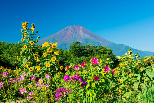 Summer Flowers and Mt. Fuji, Oshino, Yamanashi,Minamitsuru District, Yamanashi,Yamanashi Prefecture,Japan