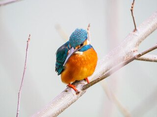 獲物を狙うカワセミ