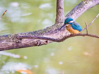 獲物を狙うカワセミ